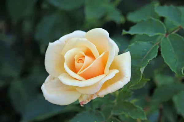 Peach rose flower