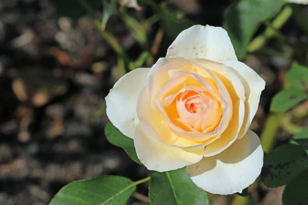 Peach rose flower — Stock Photo, Image