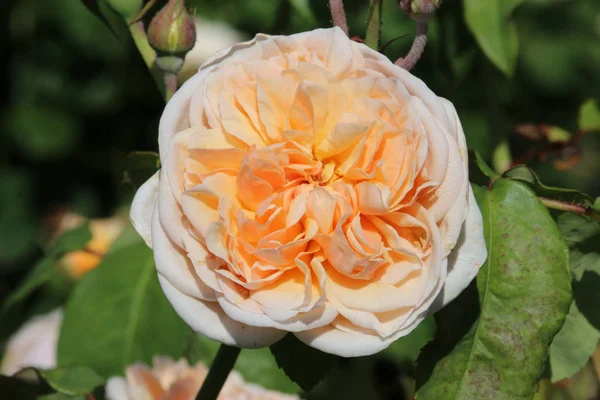 桃のバラの花 — ストック写真