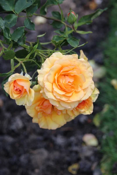 Peach rose flowers