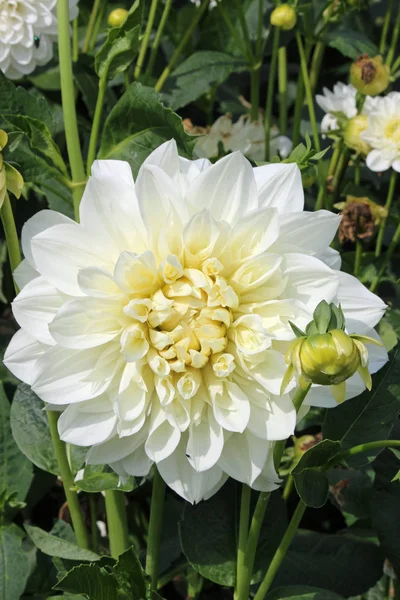 Beyaz yıldız çiçeği