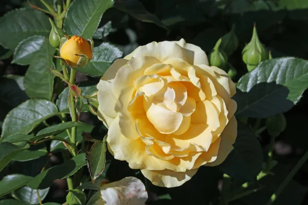 Yellow rose flower — Stock Photo, Image