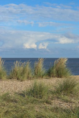 Marram otlu kum tepeciği