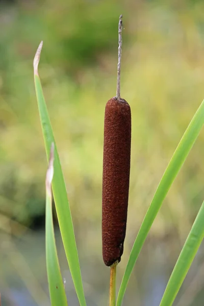 Daha büyük kamış tohumu başlığı