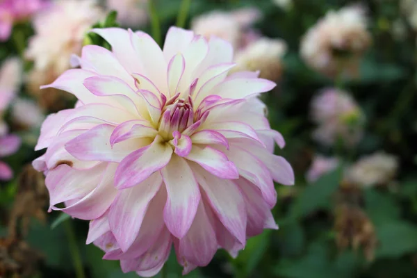 분홍빛과 흰색의 달리아 꽃 — 스톡 사진