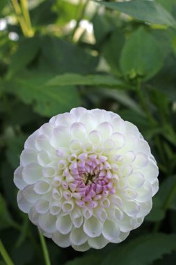 Beyaz yıldız çiçeği