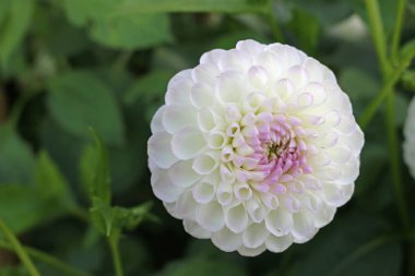 Beyaz yıldız çiçeği