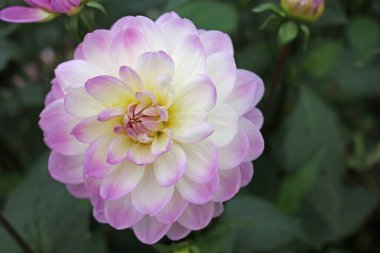 pembe ve beyaz yıldız çiçeği