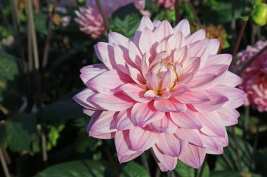 Pembe yıldız çiçeği