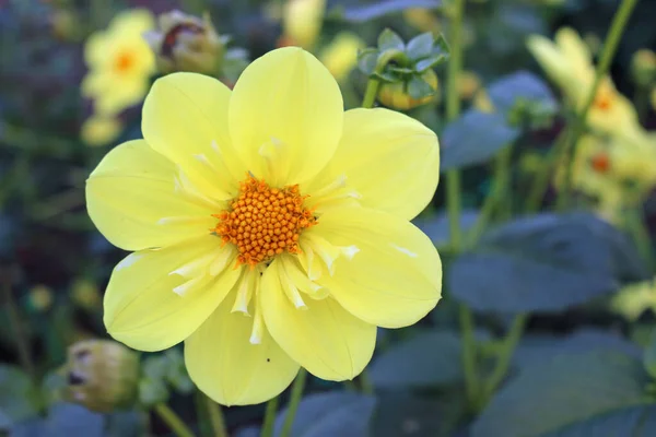 Желтый цветок георгины — стоковое фото