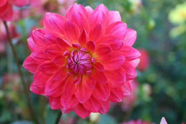 분홍빛 달리아 꽃 — 스톡 사진