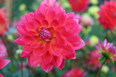 Pembe yıldız çiçeği