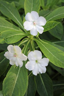 Beyaz fakir adamın rhododendron çiçekleri