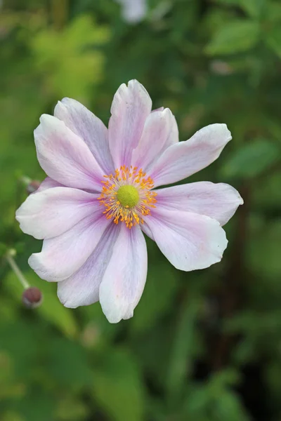 Kwiat różowy Zawilec japoński — Zdjęcie stockowe