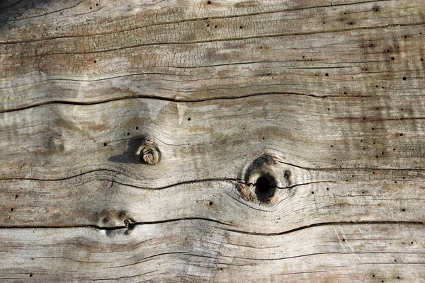 Grumes séchés pour la faune — Photo