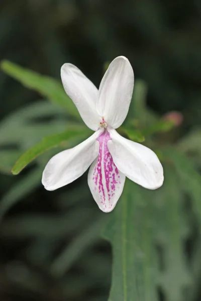 Pseuderanthemum longifolium flower — Stock Photo, Image