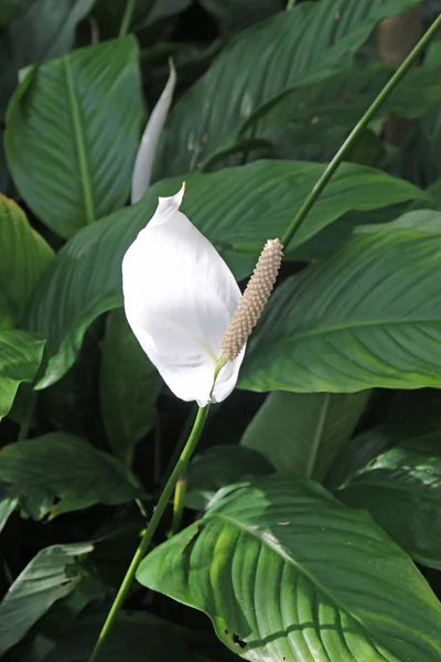 White peace lily flower — Stock Photo, Image