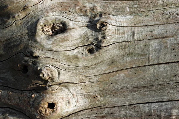야생 동물을 위한 말린 통나무 — 스톡 사진