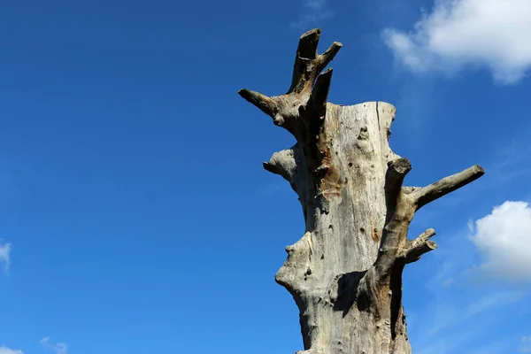 Árvore morta com céu azul — Fotografia de Stock