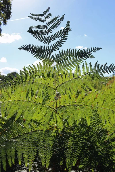 Fronde de Bracken avec ciel — Photo