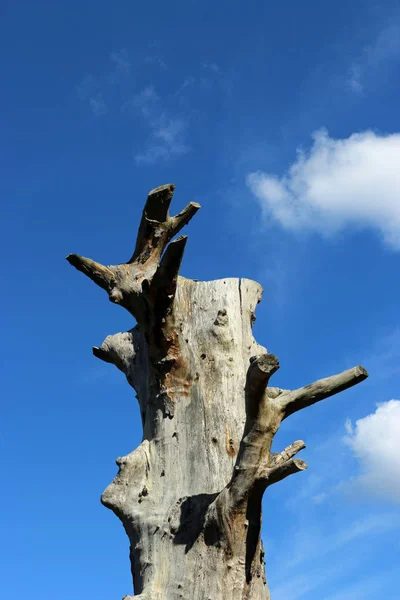 Árvore morta com céu azul — Fotografia de Stock