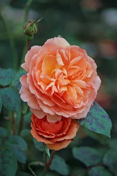 橙色玫瑰花 — 图库照片