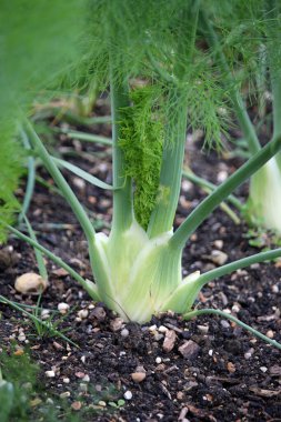 Floransa rezene soğanları büyüyor