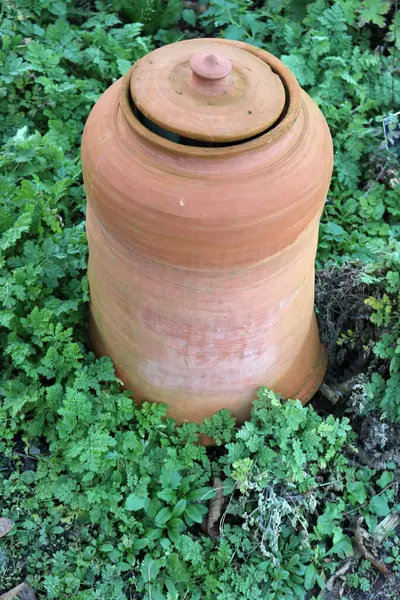 Keramischer Rhabarber erzwingt Glas — Stockfoto