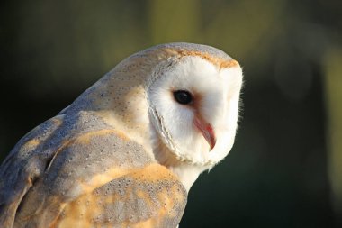 Bir baykuşun başı ve omuzları, Tyto Alba, koyu yeşil ve siyah arka planda ağaçlar ve bitkiler.