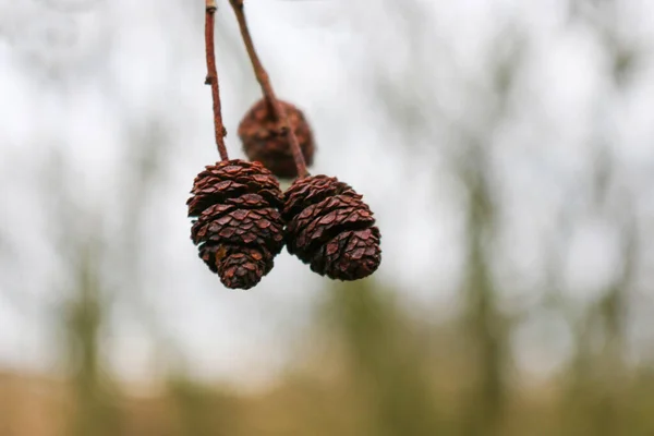 Alder tree cones — Stock Photo, Image