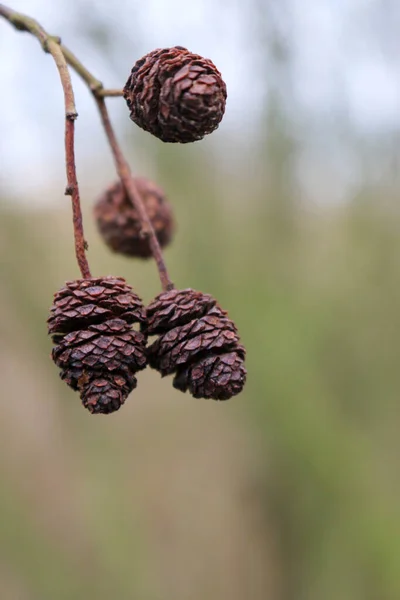 Alder tree cones — Stock Photo, Image