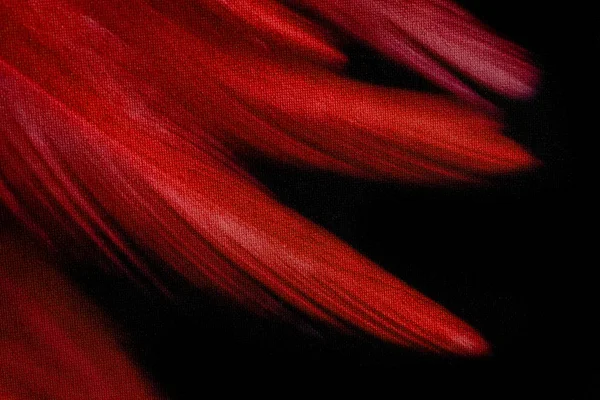 Абстрактный Фон Черном Красном Красные Части Имеют Мягкий Характер Перо — стоковое фото
