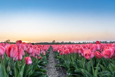 Hollanda'da Keukenhof yakınlarında bir lale tarlası. 