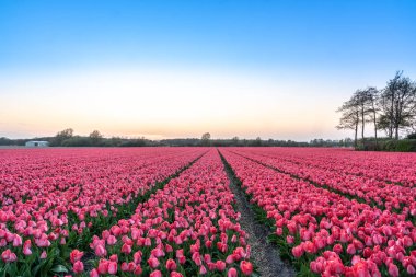 Hollanda'da Keukenhof yakınlarında bir lale tarlası. 
