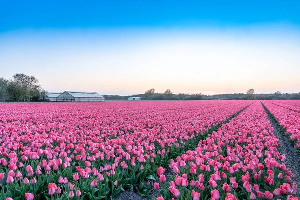 Hollanda'da Keukenhof yakınlarında bir lale tarlası. 