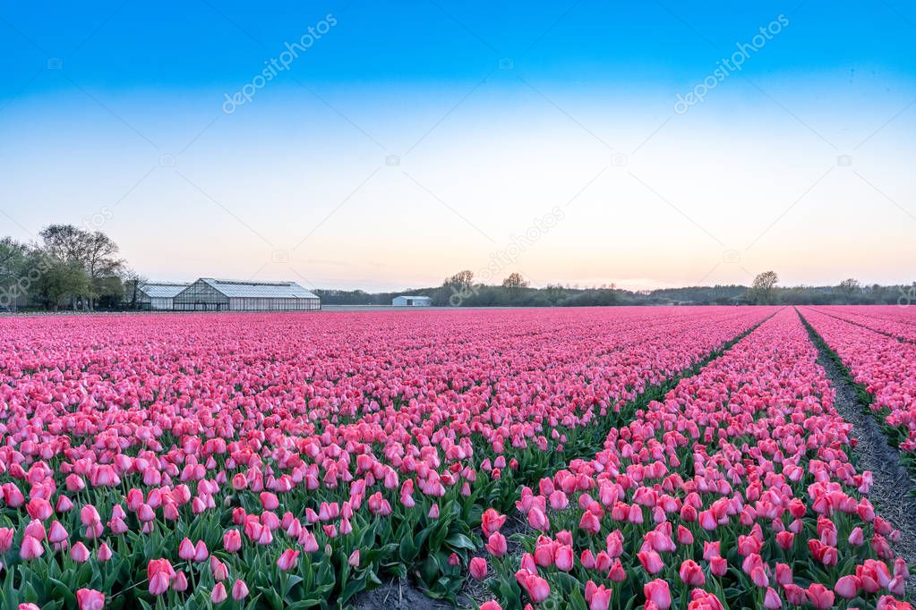 A tulip field near the Keukenhof in the Netherlands. 