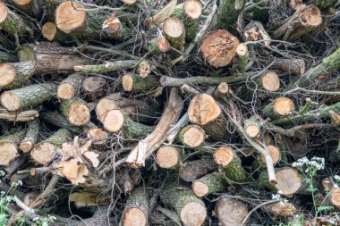 Fireplac için yakıt olarak kullanılmak üzere hazır kesilen ağaçların bir yığın