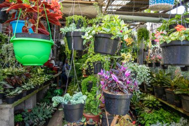 Parlak renkli çiçekler ve bitkiler asılı saksılar.