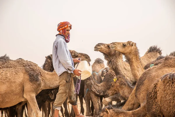 Ouarzazate Marocco Aprile 2017 Cammello Guida Sue Bestie Acqua Nel — Foto Stock