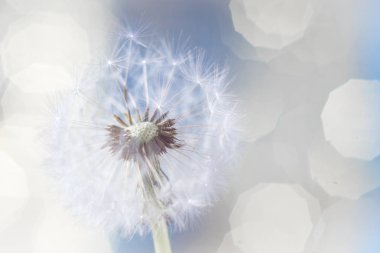 Bokeh ile soyut Karahindiba arka plan. Odağı, seçili görüntü