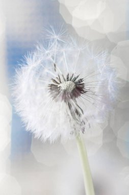 Bokeh ile soyut Karahindiba arka plan. Odağı, seçili görüntü
