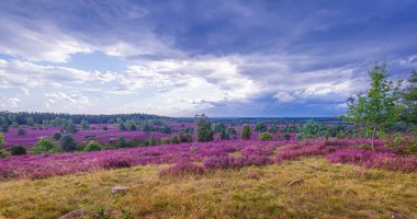 Bulutlar ve Heather, Almanya 'da Lueneburger Heide' de çiçek açıyor.