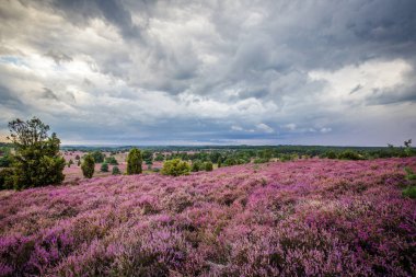 Bulutlar ve Heather, Almanya 'da Lueneburger Heide' de çiçek açıyor.