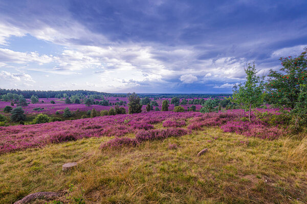 Облака и цветение вереска в Lueneburger Heide в Северной Германии