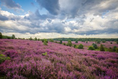 Bulutlar ve Heather, Almanya 'da Lueneburger Heide' de çiçek açıyor.