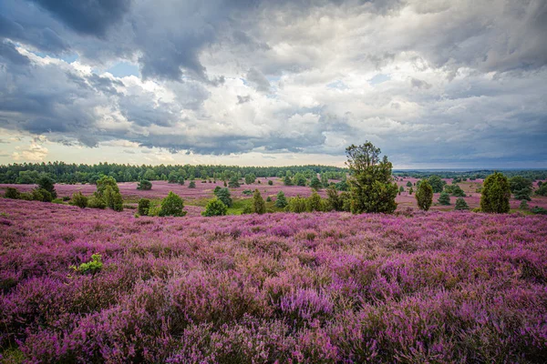 Bulutlar ve Heather, Almanya 'da Lueneburger Heide' de çiçek açıyor.