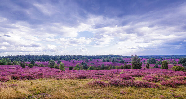Облака и цветение вереска в Lueneburger Heide в Северной Германии