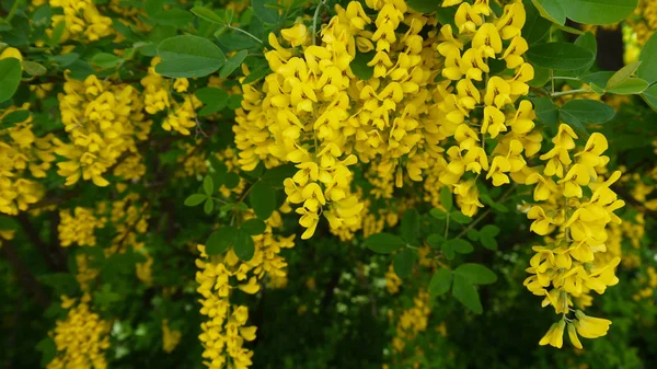 Imágenes Stock Flores Primavera Amarillas Arbusto Amarillo Primavera Arbusto Amarillo —  Fotos de Stock