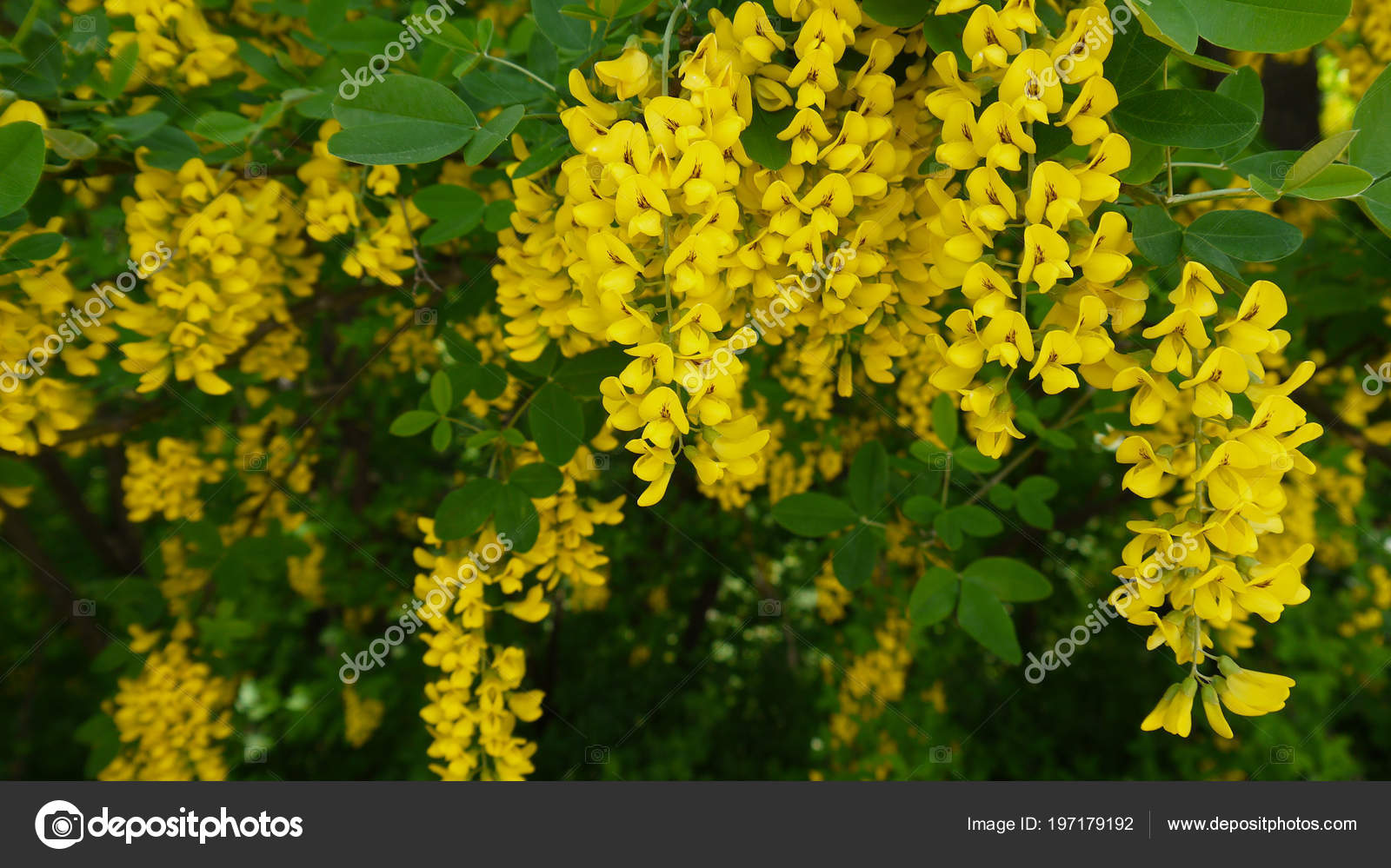 arbusto fiori gialli primavera arbusto fiori gialli primavera
