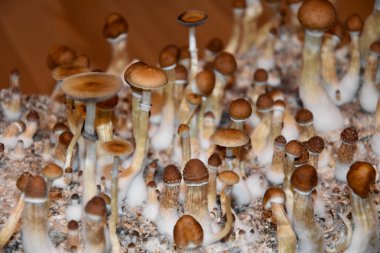 Sihirli mantar psilosibe cubensis yakın çekim fotoğraf görüntüleri. Psilosibin mantar görüntüsü. Bir grup sihirli mantar. Ev mantarı yetiştirme stok görüntüleri